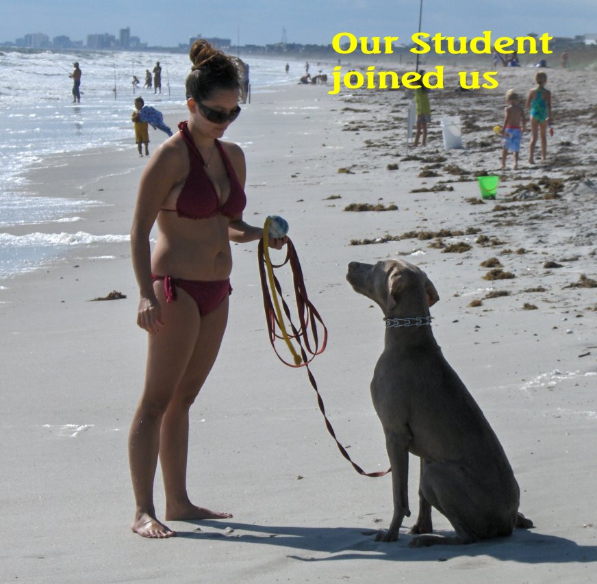 Scheurman's K9 Academy Dog Training Jacksonville Florida